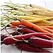 David's Garden Seeds Carrot Rainbow Blend 9334 (Multi) 200 Non-GMO, Open Pollinated Seeds new 2022