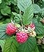 Polka Raspberry Bare Root - Non-GMO - Nearly THORNLESS - Produces Large, Firm Berries with Good Flavor - Wrapped in Coco Coir - GreenEase by ENROOT (4) new 2024
