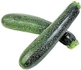 Photo 50 Black Beauty Zucchini Summer Squash Cucurbita Pepo Vegetable Seeds, best price $2.51 ($0.05 / Count), bestseller 2024