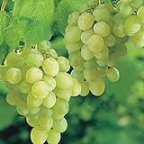 Photo Pixies Gardens Thompson Seedless Grape Vine Plant Sweet Excellent Flavored