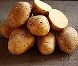 Photo Golden Yukon Nuggets Heirloom Potato Seed 3lbs Virus Free Non GMO, best price $16.99 ($0.35 / Ounce), bestseller 2024