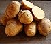 Golden Yukon Nuggets Heirloom Potato Seed 3lbs Virus Free Non GMO new 2024