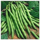 Photo Everwilde Farms - 1 Lb Provider Green Bean Seeds - Gold Vault, best price $9.60, bestseller 2024
