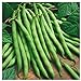 Everwilde Farms - 1 Lb Provider Green Bean Seeds - Gold Vault new 2024