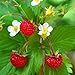 Outsidepride Strawberry Vesca Baron - 5000 Seeds new 2024