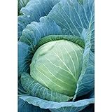 Photo Stonehead Cabbage Seeds (60+ Seed Package), best price $6.69, bestseller 2024
