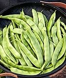 Photo Burpee Early Italian Bush Bean Seeds 2 ounces of seed, best price $7.21 ($3.60 / Ounce), bestseller 2024