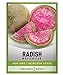Watermelon Radish Seeds for Planting - Heirloom, Non-GMO Vegetable Seed - 2 Grams of Seeds Great for Outdoor Spring, Winter and Fall Gardening by Gardeners Basics new 2022
