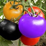 Foto Arcoíris Semillas de Tomate Jardín Orgánico Frutas Semillas de Vegetales Planta Hogar Patio Decoración (100 Piezas), mejor precio 6,89 €, éxito de ventas 2024