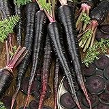 Photo 500+ Exotic Black Nebula Carrot Seeds to Grow - Daucus carota - Colorful Edible Vegetables. Made in USA, best price $7.98 ($0.02 / Count), bestseller 2024
