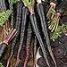500+ Exotic Black Nebula Carrot Seeds to Grow - Daucus carota - Colorful Edible Vegetables. Made in USA new 2024