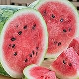Photo RattleFree Watermelon Seeds for Planting Heirloom and NonGMO Jubilee Watermelon Seeds to Plant in Home Gardens Full Planting Instructions on Each Planting Packet, best price $5.95, bestseller 2024