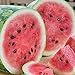 RattleFree Watermelon Seeds for Planting Heirloom and NonGMO Jubilee Watermelon Seeds to Plant in Home Gardens Full Planting Instructions on Each Planting Packet new 2024