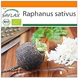 Foto SAFLAX - BIO - Schwarzer Spanischer Rettich - 100 Samen - Raphanus sativus, bester Preis 3,95 €, Bestseller 2024