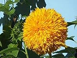 Foto Sonnenblumenkerne 20 / Pack (Helianthus annus) Bio-Hausgarten ohne GVO Sonnige Sonnenblumenkerne Offene bestäubte Samen zum Pflanzen von großen Teddy-Sonnenblumen, bester Preis 7,02 €, Bestseller 2024