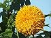 Sonnenblumenkerne 20 / Pack (Helianthus annus) Bio-Hausgarten ohne GVO Sonnige Sonnenblumenkerne Offene bestäubte Samen zum Pflanzen von großen Teddy-Sonnenblumen neu 2023