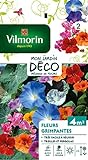 Photo Vilmorin 5860642 Pack de Graines Fleur Grimpante, meilleur prix 5,80 €, best-seller 2024