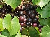 Photo Large Black Muscadine Seed - Self Fertile Native Grape Seeds (0.5gr to 3.0gr), best price $13.99, bestseller 2024