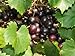Large Black Muscadine Seed - Self Fertile Native Grape Seeds (0.5gr to 3.0gr) new 2022