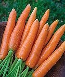 Photo 700+ Seeds of Carrot Scarlet Nantes, Daucus carota, Great Flavor, Texture, Uniformity Carrot, Heirloom, Non-GMO Seeds, Open Pollinated, Cool Season, best price $6.99, bestseller 2024