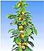 BALDUR Garten Säulen-Kiwi 'Issai', 1 Pflanze selbstfruchtend Stachelbeer-Kiwi winterharte Obstpflanze neu 2024