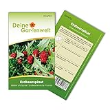 Foto Erdbeerspinat Samen - Chenopodium foliosum - Erdbeerspinatsamen - Gemüsesamen - Saatgut für 200 Pflanzen, bester Preis 1,99 € (0,01 € / stück), Bestseller 2024
