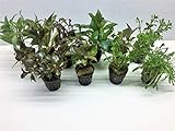 Foto Aquarienpflanzen Set Wasserpflanzen 5 Töpfe. ideal für den Anfänger, bester Preis 19,50 € (3,90 € / stück), Bestseller 2024