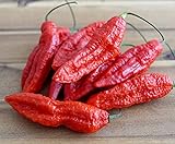 Foto Hot Chili Pfeffer Bhut Jolokia Rot - Pepper - ertragreich - über eine Million Einheiten - 10 Samen, bester Preis 1,60 €, Bestseller 2024