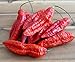 Hot Chili Pfeffer Bhut Jolokia Rot - Pepper - ertragreich - über eine Million Einheiten - 10 Samen neu 2023