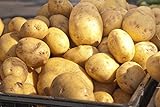 Photo 5 Lbs Russet Seed Potatoes - USA Non-GMO Certified Potato TUBERS SPUDS, best price $13.99, bestseller 2024