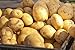 5 Lbs Russet Seed Potatoes - USA Non-GMO Certified Potato TUBERS SPUDS new 2024