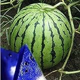 Photo MITRAEE Fresh 100pcs Watermelon Fruit Seeds for Planting Blue, best price $10.50, bestseller 2024