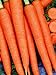 David's Garden Seeds Carrot Tendersweet 7614 (Orange) 200 Non-GMO, Heirloom Seeds new 2024