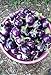 25 Seeds / Purple Eggplant (Baby Eggplants) new 2024