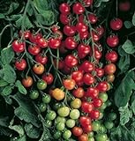 Photo David's Garden Seeds Tomato Cherry Supersweet FBA 1010 (Red) 25 Non-GMO, Hybrid Seeds, best price $6.95, bestseller 2024