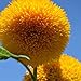 Teddy Bear Sunflower Seeds | 20 Seeds | Exotic Garden Flower | Sunflower Seeds for Planting | Great for Hummingbirds and Butterflies new 2024