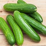 Photo Spacemaster 80 Cucumber Seeds - 50 Count Seed Pack - Non-GMO - Produces Large Numbers of flavorful, Full-Sized Slicing Cucumbers Perfect for The Small Garden. - Country Creek LLC, best price $2.29, bestseller 2024