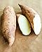 Dichondra Fresh 20Pcs Sweet Potato Vegetables Seeds for Planting White new 2024