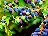 Photo 20 Oregon Grape Seeds for Planting - Stunning Ornamental Fruit Bearing Plant - Berberis bealei, Barberry, Leatherleaf Mahonia, best price $8.98 ($0.45 / Count), bestseller 2024