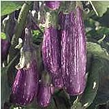 Photo Unbrandred Fairy Tale Eggplants Seeds (25+ Seeds)(More Heirloom, Organic, Non GMO, Vegetable, Fruit, Herb, Flower Garden Seeds (25+ Seeds) at Seed King Express), best price $3.69, bestseller 2024