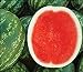 David's Garden Seeds Fruit Watermelon (Seedless) Chunky (Red) 25 Non-GMO, Hybrid Seeds new 2024