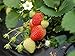 Everbearing Strawberry Seeds 200PCS Non-GMO new 2024
