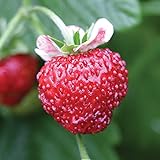 Photo Burpee Mignonette Strawberry Seeds 125 seeds, best price $7.27 ($0.06 / Count), bestseller 2024