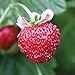 Burpee Mignonette Strawberry Seeds 125 seeds new 2022