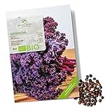 Foto BIO Grünkohl Samen (Redbor) - Grünkohl Saatgut aus biologischem Anbau ideal für die Anzucht im Garten, Balkon oder Terrasse, bester Preis 4,90 €, Bestseller 2024