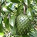 Semilla de fruta fresca con 20pcs Guanábana Natillas de frutas tropicales Graviola Annona Muricata Semillas para plantar Garden Yard Home Landscaping nuevo 2024