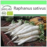 Foto SAFLAX - BIO - Rettich - Japanischer Daikon - 100 Samen - Raphanus sativus, bester Preis 3,95 €, Bestseller 2024