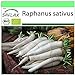 SAFLAX - BIO - Rettich - Japanischer Daikon - 100 Samen - Raphanus sativus neu 2023