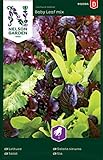 Foto Salat Samen Mix Baby Leaf - Nelson Garden Gemüse Saatgut - Pflücksalat Samen (1120 Stück) (Salat, Baby Leaf mix, Einzelpackung), bester Preis 3,95 €, Bestseller 2024