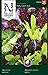 Salat Samen Mix Baby Leaf - Nelson Garden Gemüse Saatgut - Pflücksalat Samen (1120 Stück) (Salat, Baby Leaf mix, Einzelpackung) neu 2023